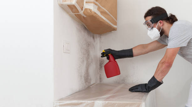Basement Mold Remediation treatment on basement walls in Anna