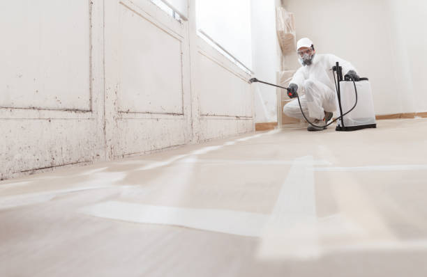 Black mold remediation team in Anna